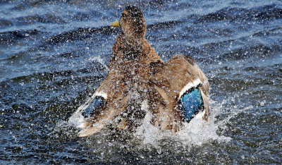 Grsand  Mallard Anas platyrhynchos