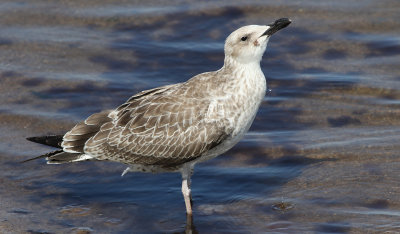 Kaspisk trut  Caspian Gull Larus cachinnans