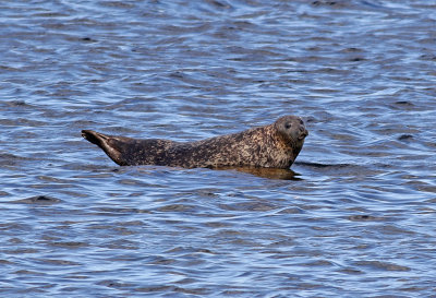 Knubbsl  Harbour Seal  Phoca vitulina