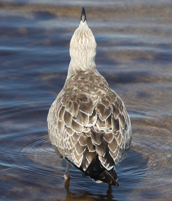 Kaspisk trut  Caspian Gull Larus cachinnans