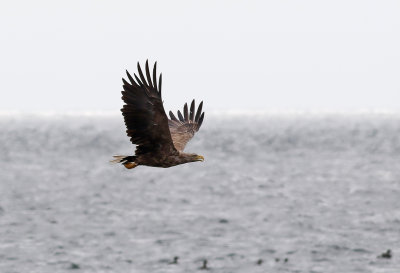 Havsrn  White-tailed eagle  Haliaeetus albicilla