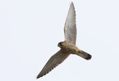 Tornfalk <br> Common Kestrel <br> Falco tinnunculus