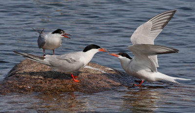 Fisktrna  Common Tern Sterna hirundo