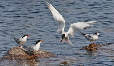 Fisktrna  Common Tern Sterna hirundo