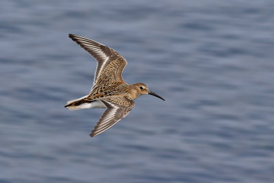 Krrsnppa-Dunlin- Calidris alpina