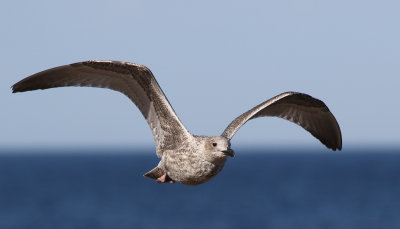 Grtrut European Herring Gull  Larus argentatus