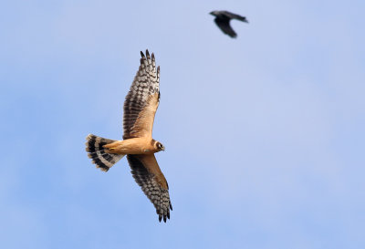 Stpphk  Pallid Harrier  Circus macrourus