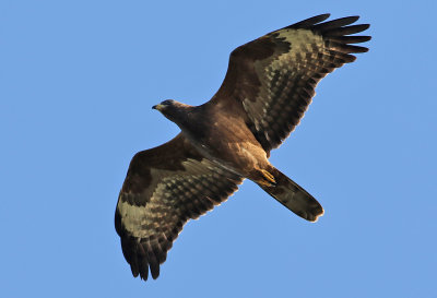 Bivrk  Honey buzzard Pernis apivorus