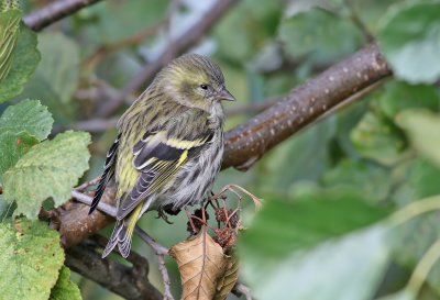 Grnsiska<br> Siskin<br> Carduelis spinus