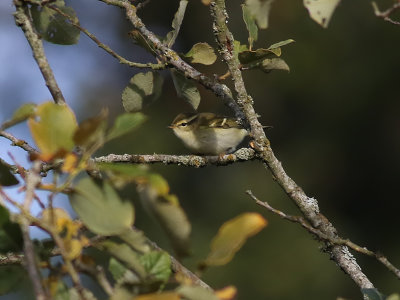 Taigasngare<br> Yellow-browed Warbler<br> Phylloscopus inornatus