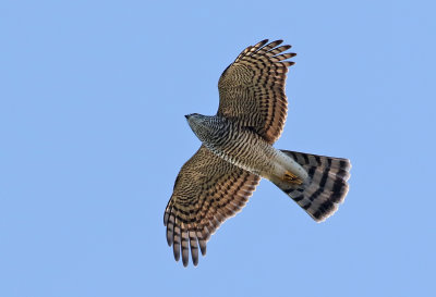 Sparvhk  Eurasian Sparrowhawk  Accipiter nisus