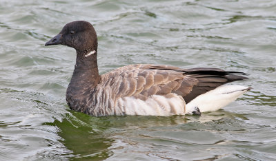 Prutgs  Brent Goose  Branta bernicla  hrota	