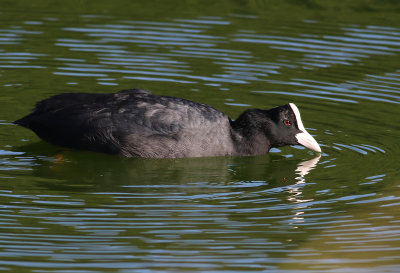 Sothna Eu. Coot Fulica atra