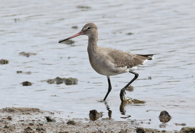 Rdspov Black-tailed GodwitLimosa limosa