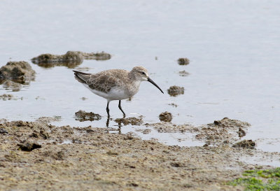 Spovsnppa Curlew Sandpiper Calidris ferruginea