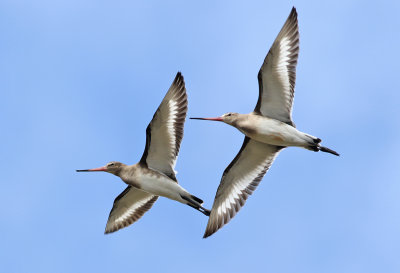 Rdspov Black-tailed GodwitLimosa limosa