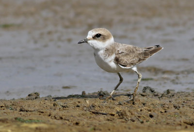 Svartbent strandpipare  Kentish Plover Charadrius alexandrinus