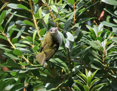 Rdgd vireo  Red-eyed Vireo  Vireo olivaceus