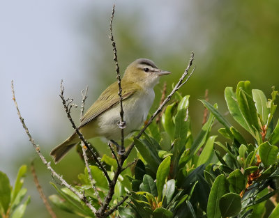 Rödögd vireo Red-eyed Vireo Vireo olivaceus