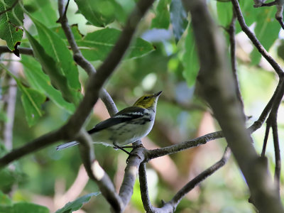 Grnryggig skogssngare   Black-throated Green Warbler  Setophaga virens