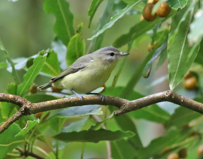 Kanadavireo   Philadelphia Vireo  Vireo philadelphicus