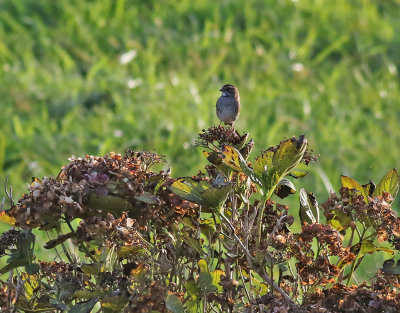 Vitstrupig sparv  White-throated Sparrow  Zonotrichia albicollis