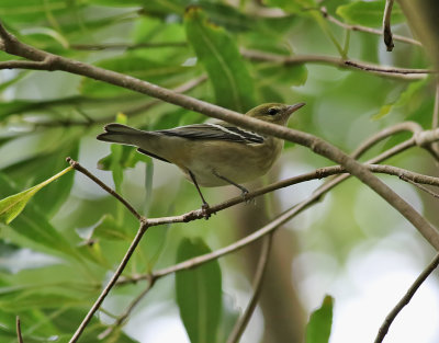 Brunbrstad skogssngare  Bay-breasted Warbler  Setophaga castanea