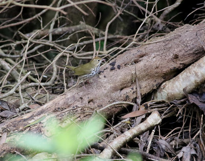 Rödkronad piplärksångare Ovenbird Seiurus aurocapilla