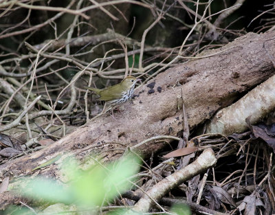 Rdkronad piplrksngare  Ovenbird  Seiurus aurocapilla