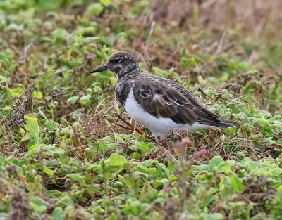 Roskarl Ruddy Turnstone  Arenaria interpres