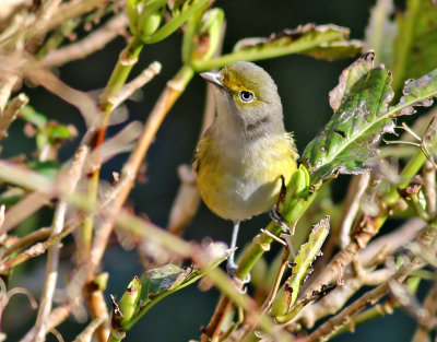 Vitgd vireo  White-eyed Vireo  Vireo griseus