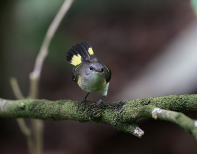 Rödstjärtad skogssångare American Redstart Setophaga ruticilla