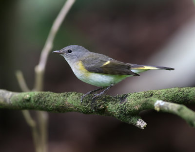 Rdstjrtad skogssngare  American Redstart  Setophaga ruticilla