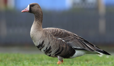 Blsgs  - Greater White-fronted Goose -  Anser albifrons