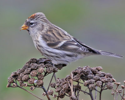 Grsiska <br> Redpoll <br> Carduelis flammea