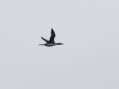 Vitnbbad islom Yellow-billed Loon (Yellow-billed Diver) Gavia adamsii