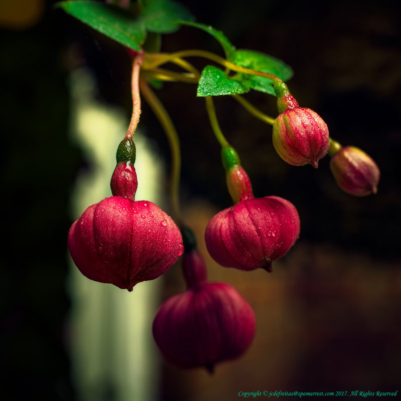 2017 - Fuchsia - Wasaga Beach, Ontario - Canada