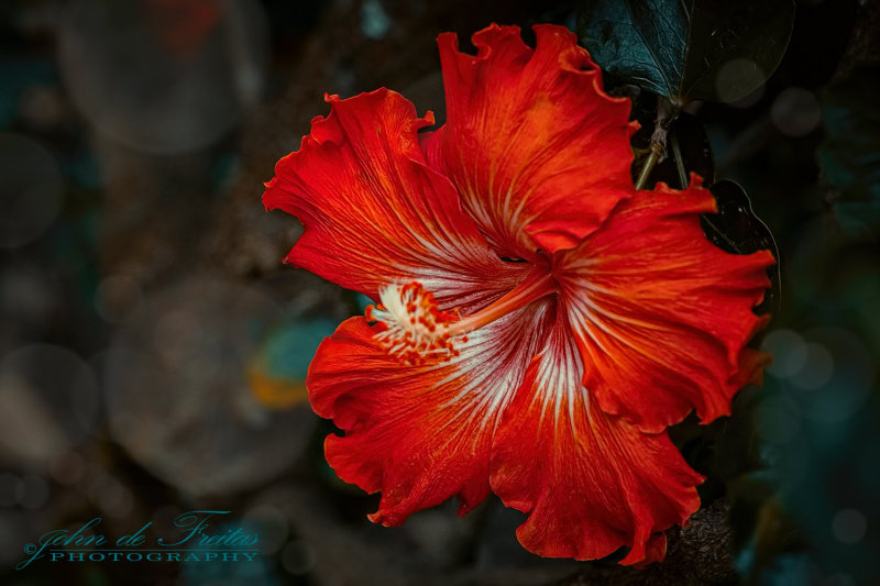 2017 - Hibiscus, Madeira Botanic Garden - Funchal, Madeira - Portugal