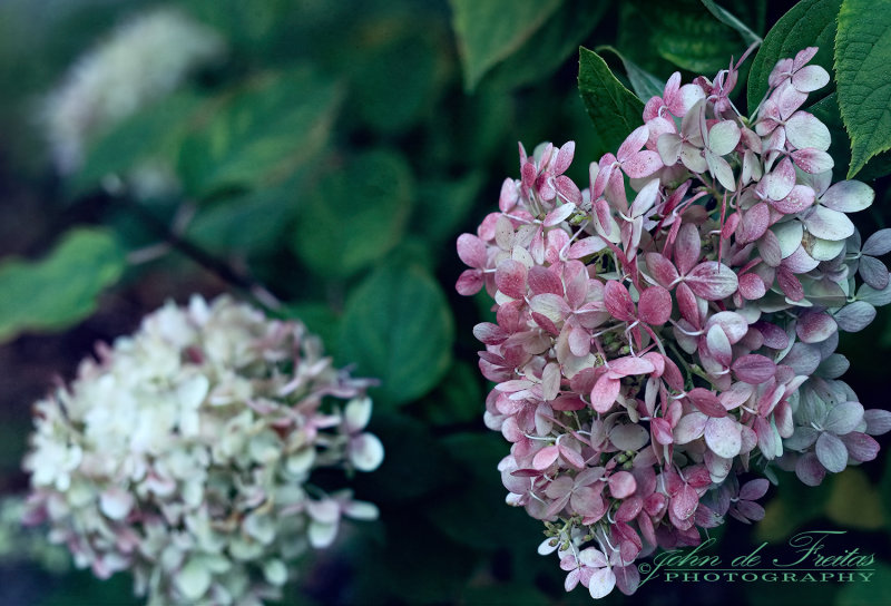 2017 - Hydrangeas, Edwards Garden - Toronto, Ontario - Canada