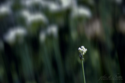 2017 - Allium, Edwards Garden - Toronto, Ontario - Canada