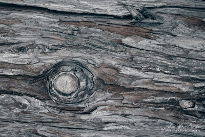 2017 - Bark (pine tree), Edwards Garden - Toronto, Ontario - Canada