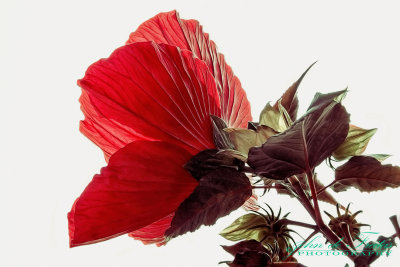 2017 - Hibiscus Luna, Aga Khan Museum - Toronto, Ontario - Canada