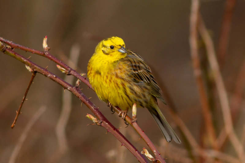 Yellowhammer - Gulsparv