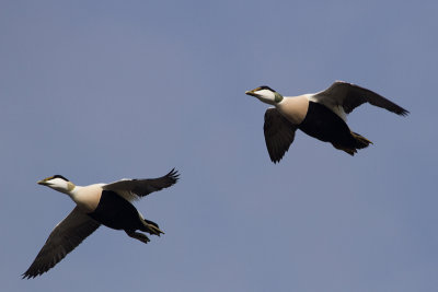 Common Eider - Ejder