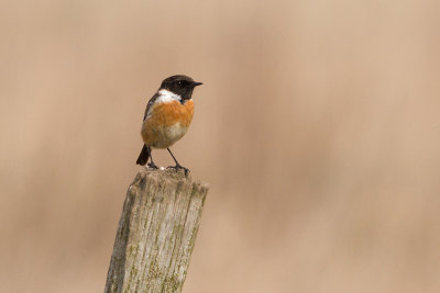 Common Stonechat - Svarthakad buskskvtta