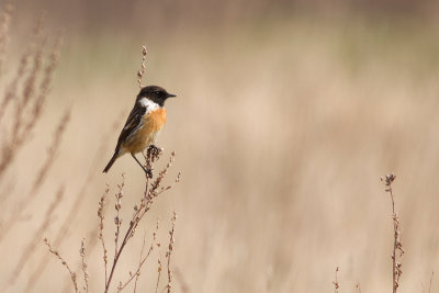Common Stonechat - Svarthakad buskskvtta