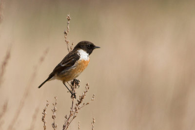 Common Stonechat - Svarthakad buskskvtta