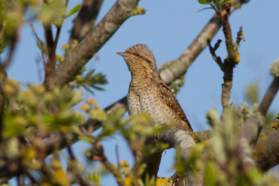 Eurasian Wryneck - Gktyta