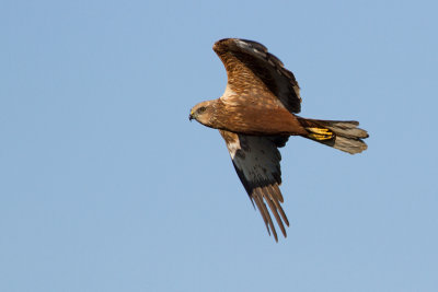 Western Marsh Harrier - Brun krrhk