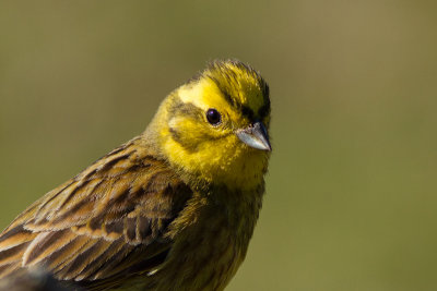 Yellowhammer - Gulsparv